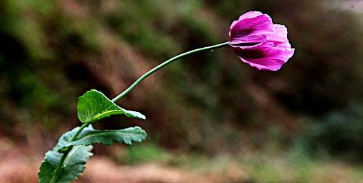 《玩具士兵HD》Switch版再次跳票 游戏仍在测试阶段